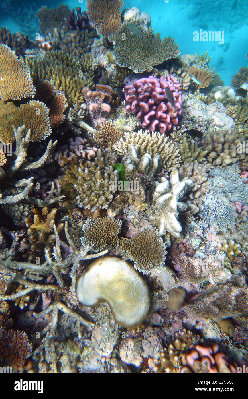 Reef resilience on outer GBR: many healthy small Acropora and Pocillopora corals observed during 2016 coral bleaching event Stock Photo