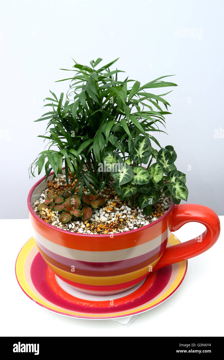 Indoor plants growing in teacup pot using perlite and vermiculite mix