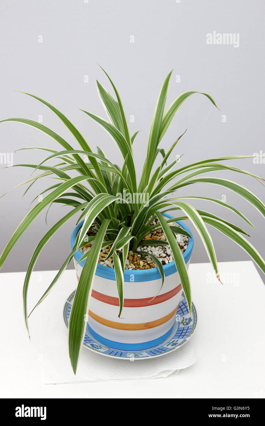 Close up Chlorophytum comosum variegatum or also known as Spider plant growing in a pot Stock Photo