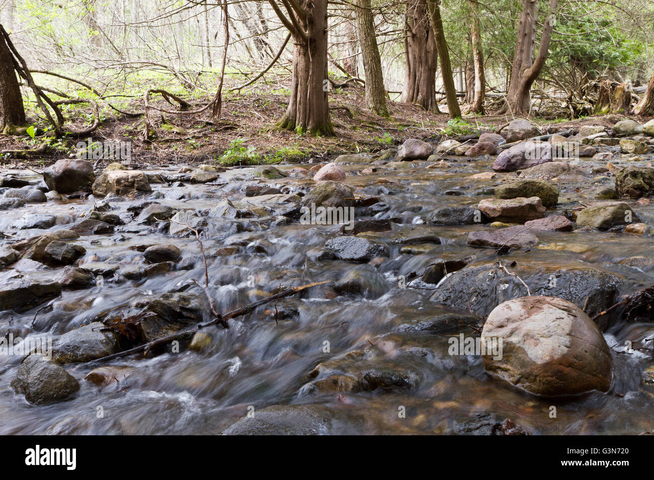 Water flowing across the rocks in woodland stream Stock Photo