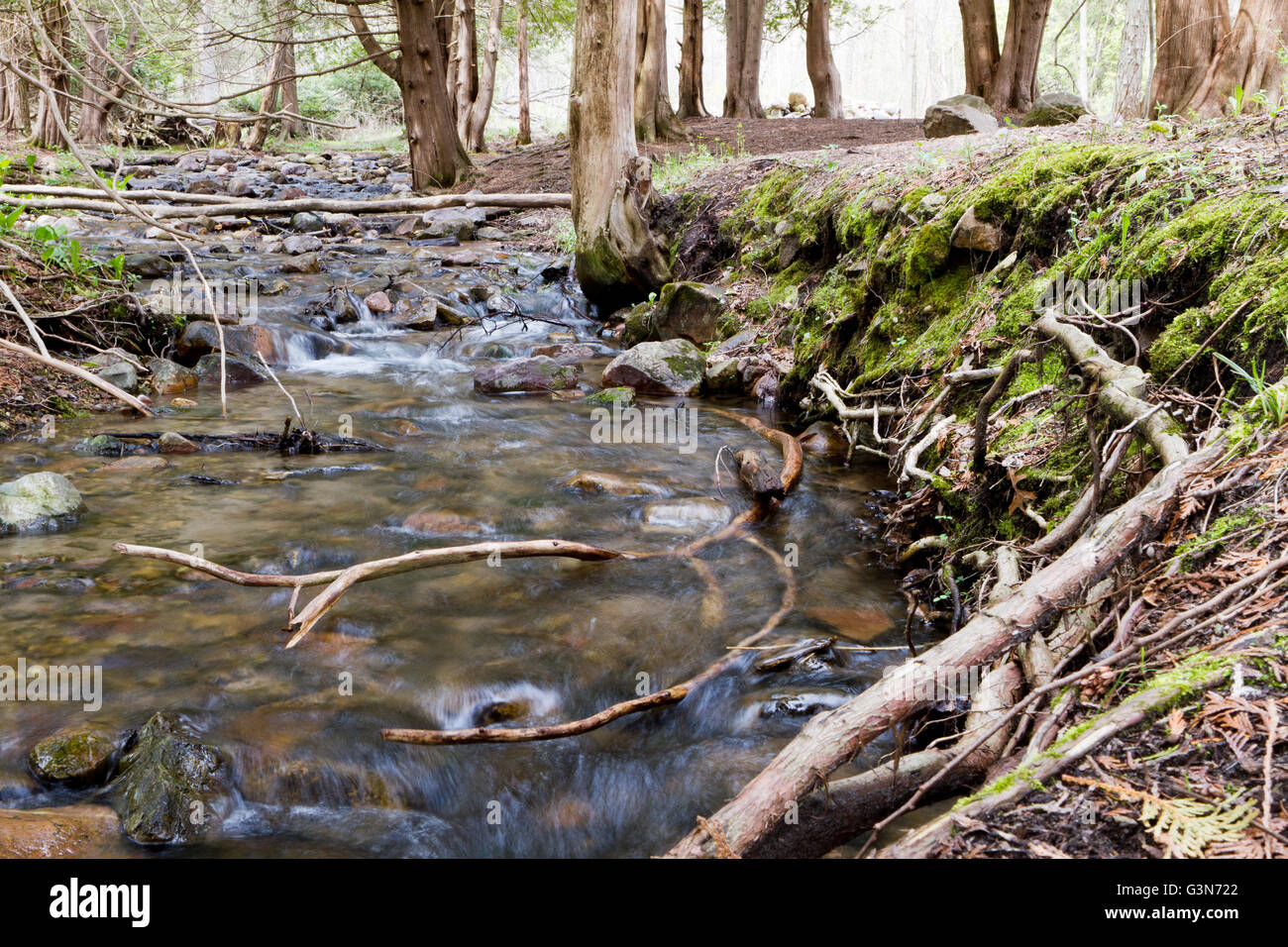 Water rushes over the rocks in a stream surrounded by pine trees Stock Photo