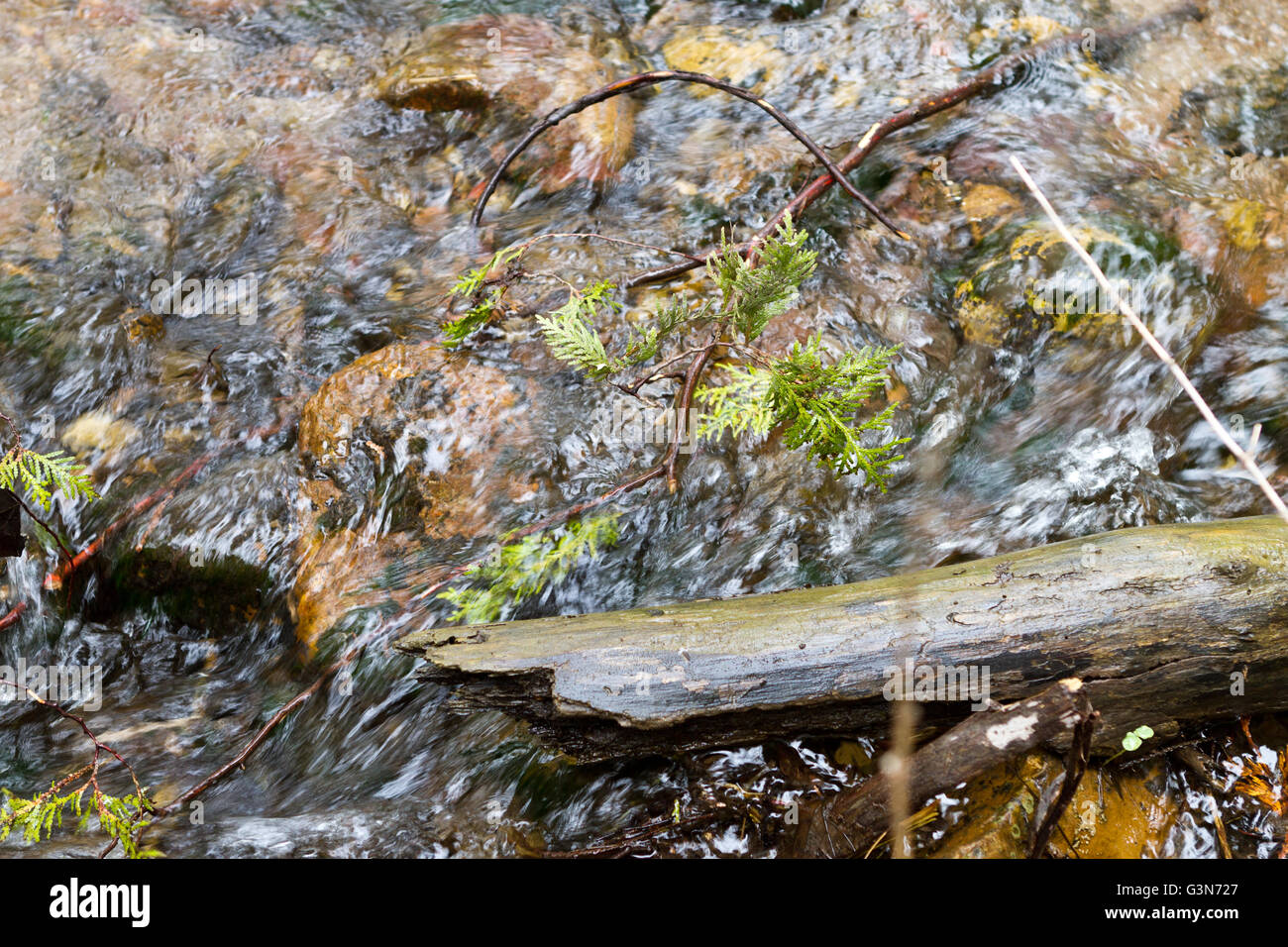 Water rushes through a stream over rocks carrying branches Stock Photo