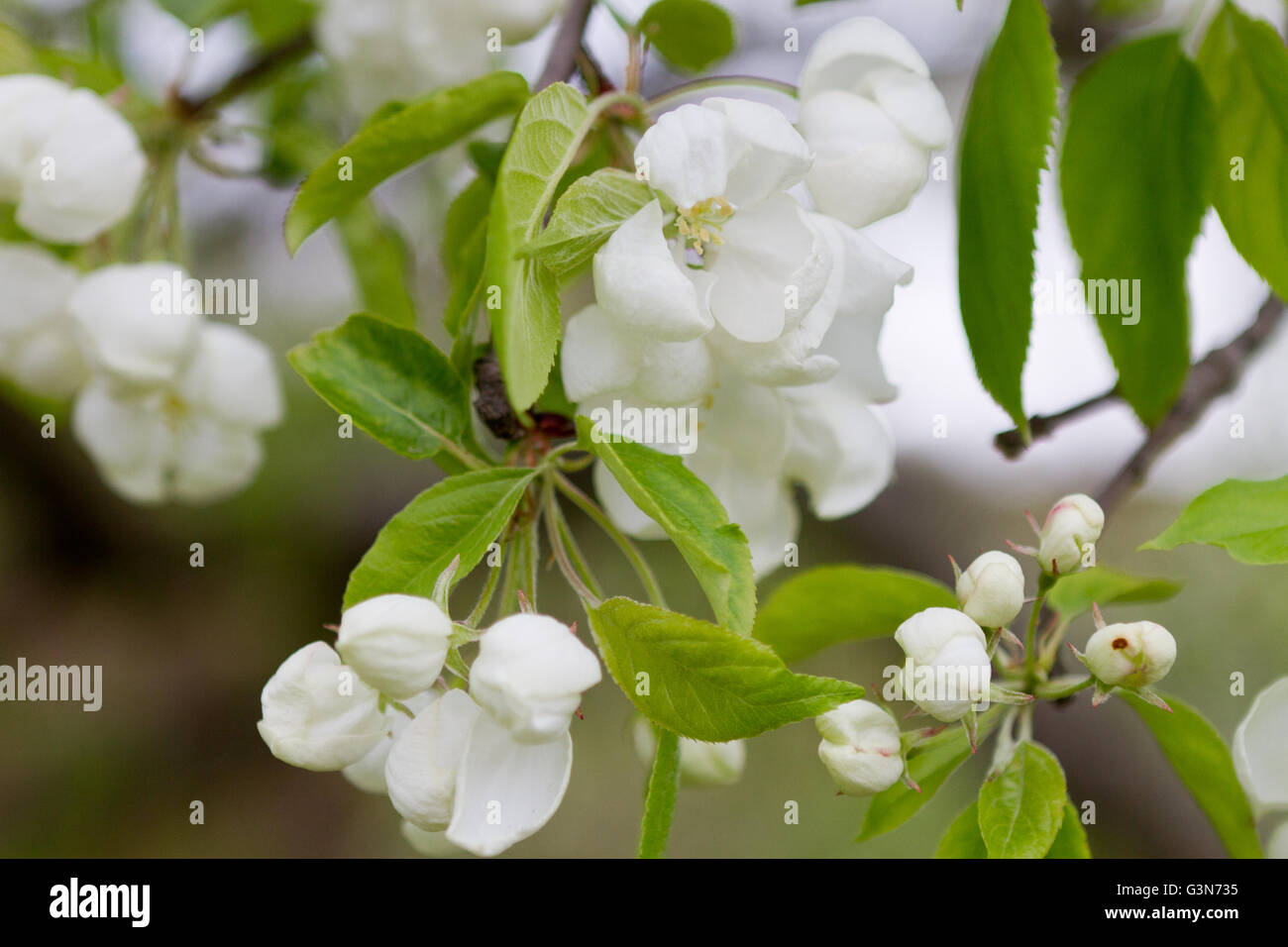 Crabapple leaf hires stock photography and images Alamy