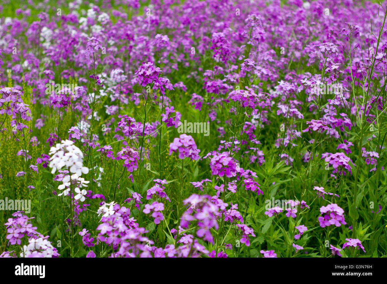 Field of abundant purple wildflowers, Dame's Rocket, Hesperis matronalis Stock Photo