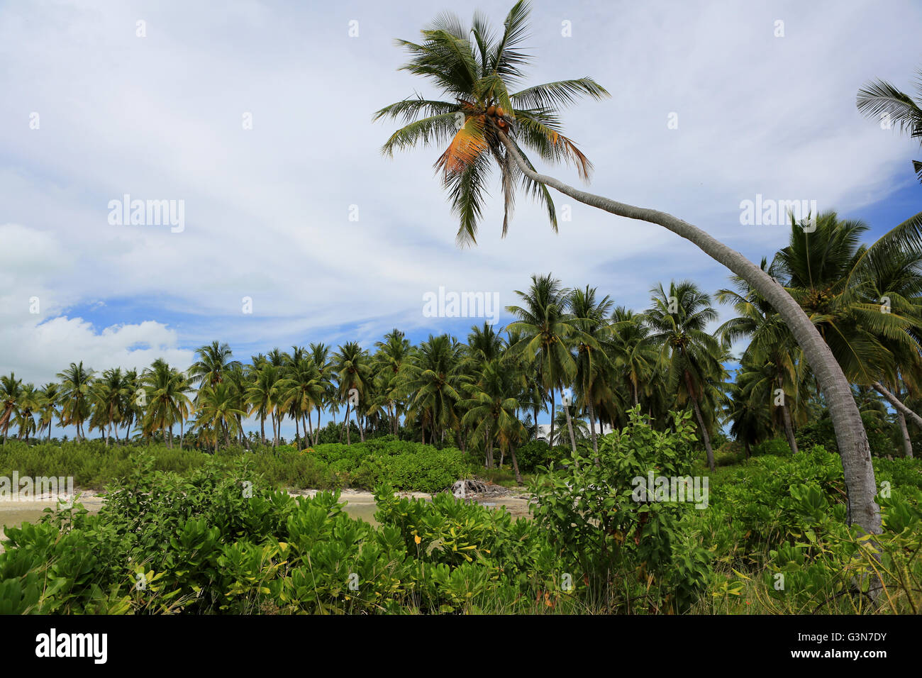 Bent coconut palm tree, Christmas Island, Kiribati Stock Photo