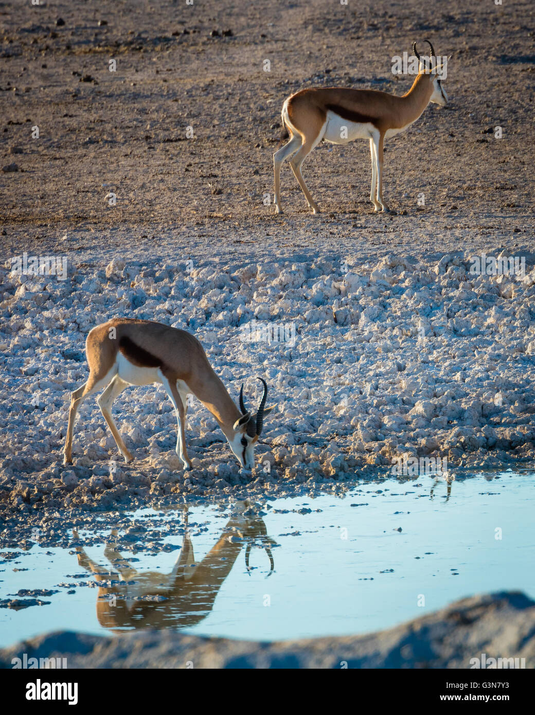 The springbok (Antidorcas marsupialis) is a medium-sized antelope found mainly in southern and southwestern Africa Stock Photo