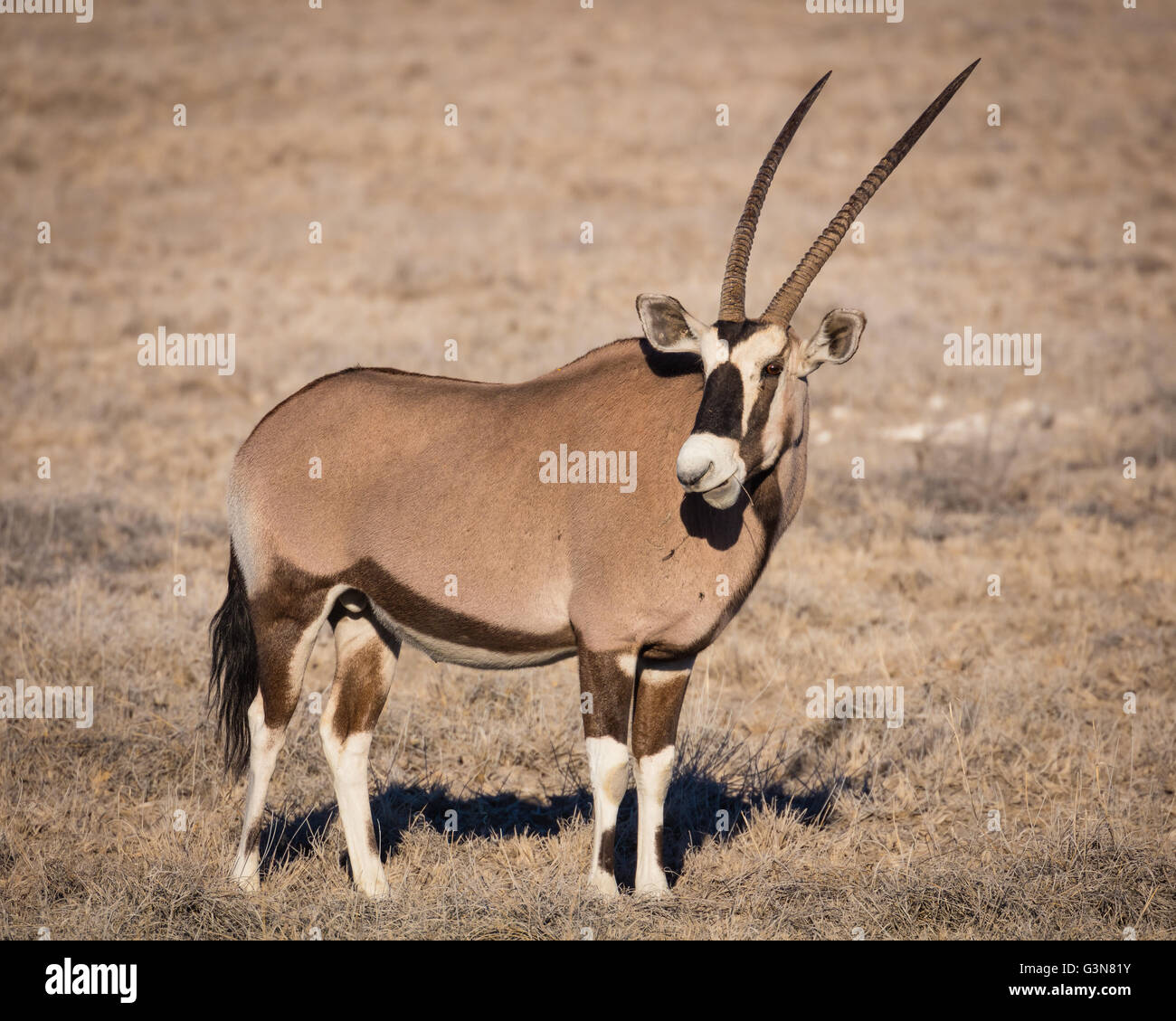 The gemsbok or gemsbuck (Oryx gazella) is a large antelope in the Oryx genus Stock Photo
