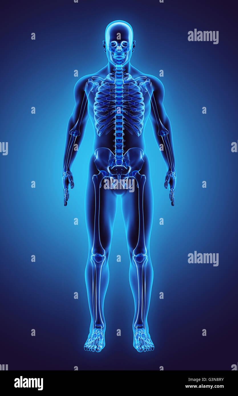 Male anatomical human body hi-res stock photography and images - Alamy