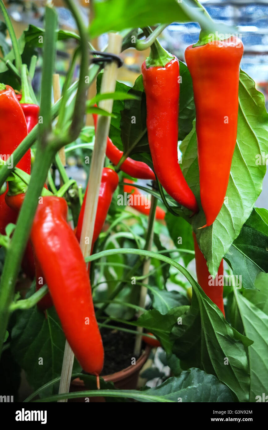 Growing red chili peppers in a greenhouse Stock Photo Alamy
