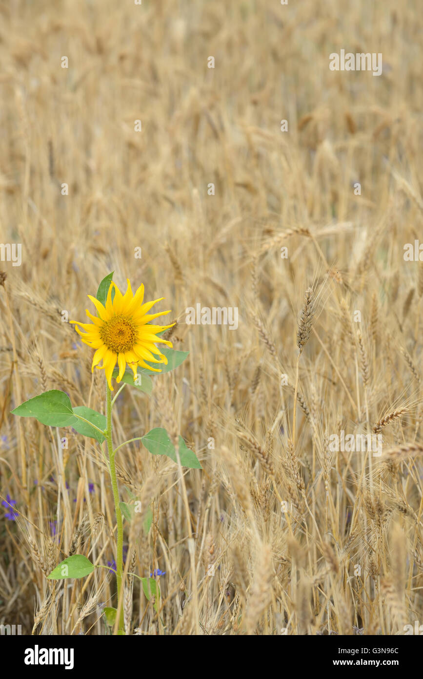 Sunflower in field agriculture hi res stock photography and images Alamy