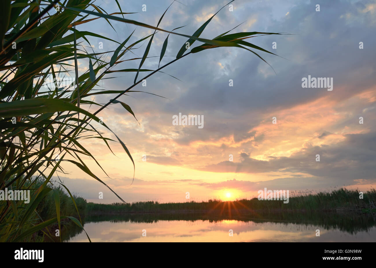 Reed against the sunset in Danube Delta Stock Photo