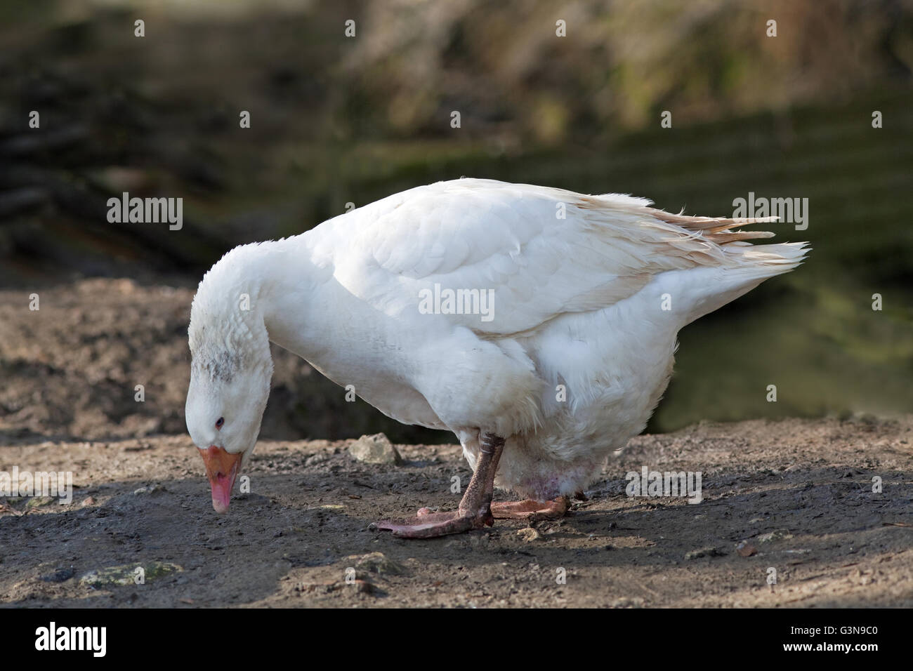 Embden Goose (Anser anser). Domesticated farmyard breed of white plumage. Exhibition type. Low intensity threat behaviour. Stock Photo