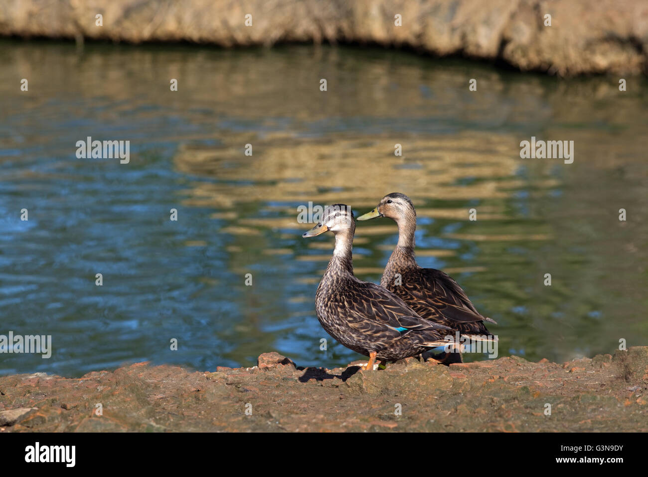 North American Black Duck (Anas rubripes). Pair, male or drake, right. Note difference of bill colour between sexes. Stock Photo