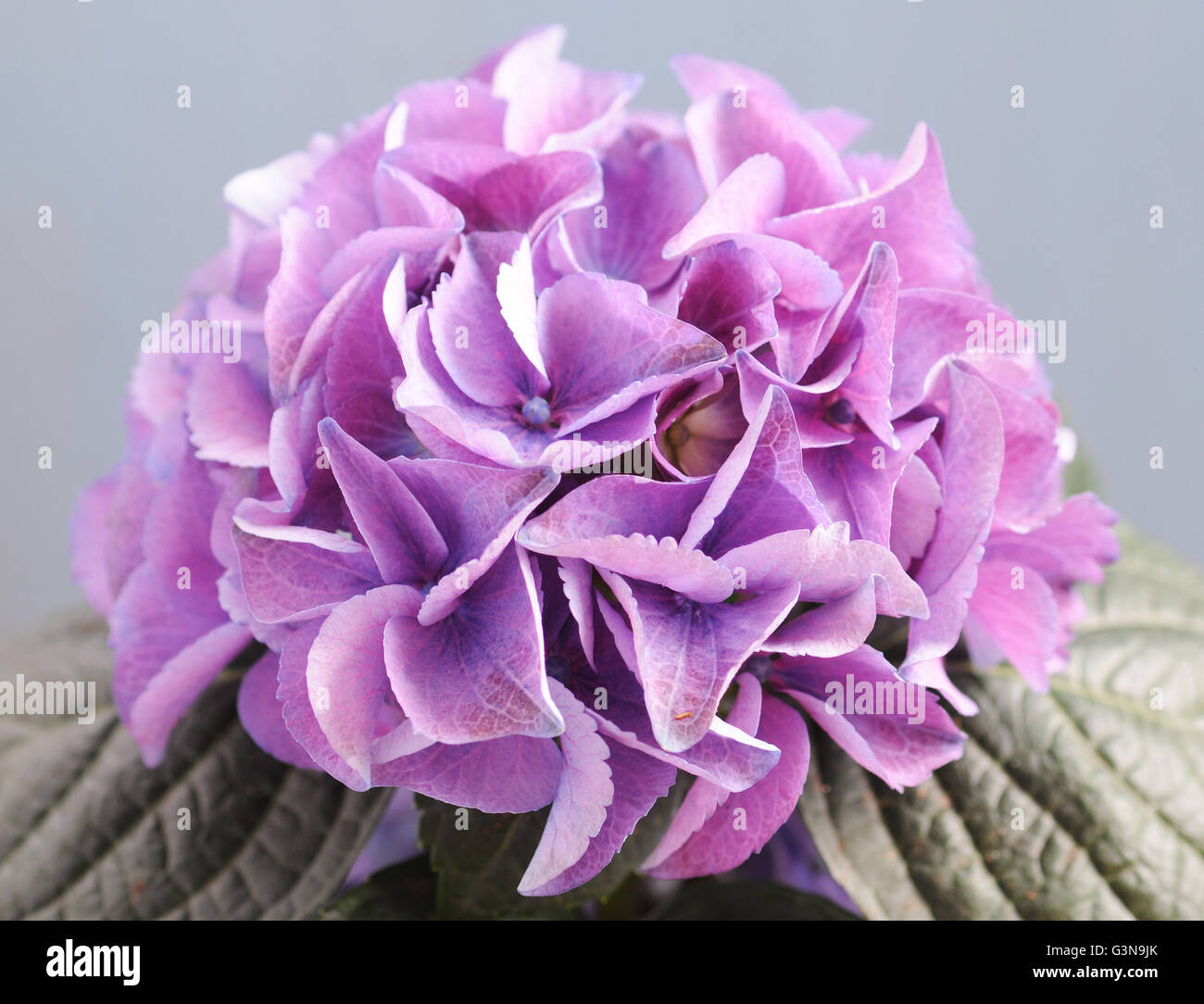 Hydrangea hydrangea macrophylla hi-res stock photography and images - Alamy