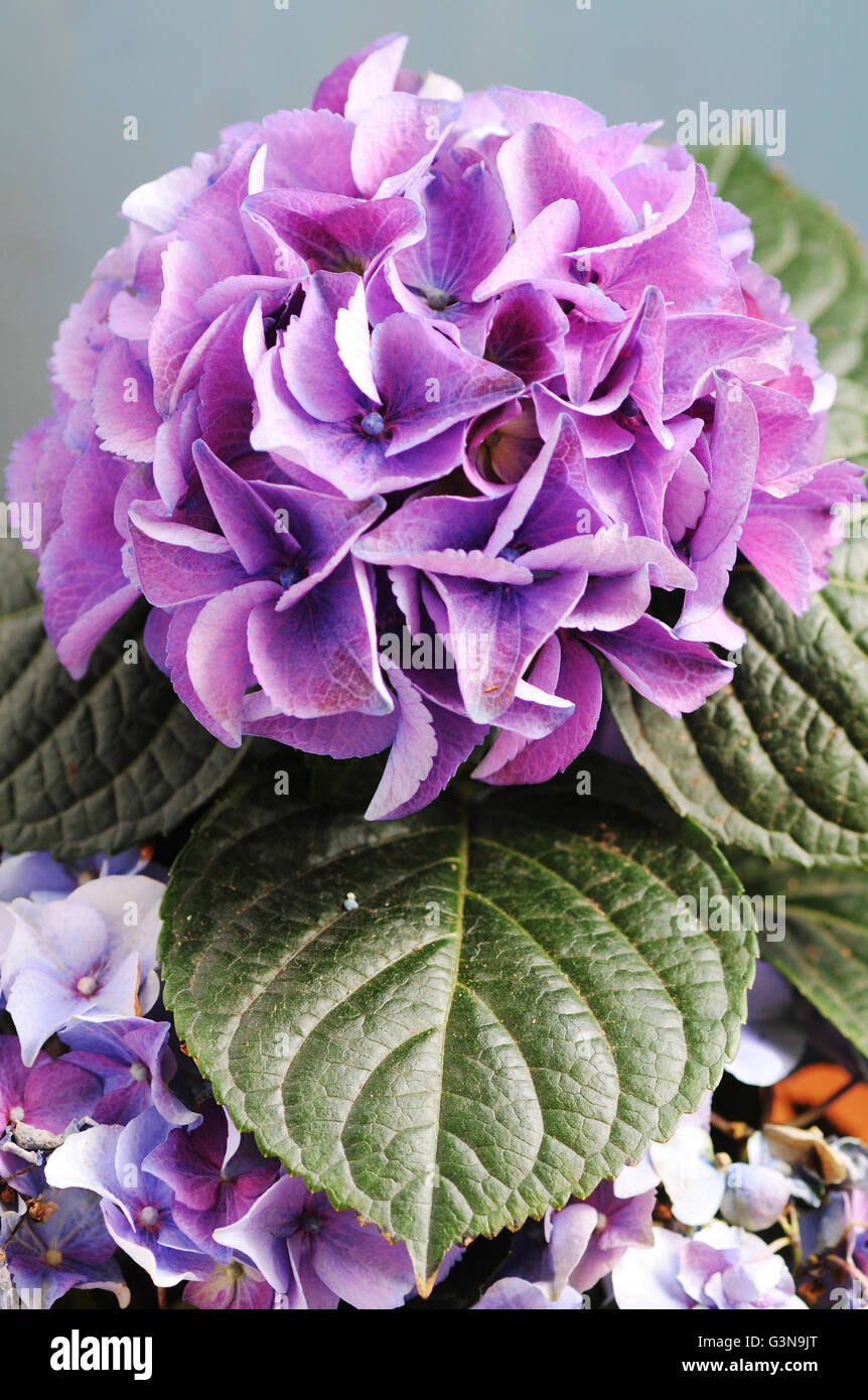 Hydrangea hydrangea macrophylla hi-res stock photography and images - Alamy