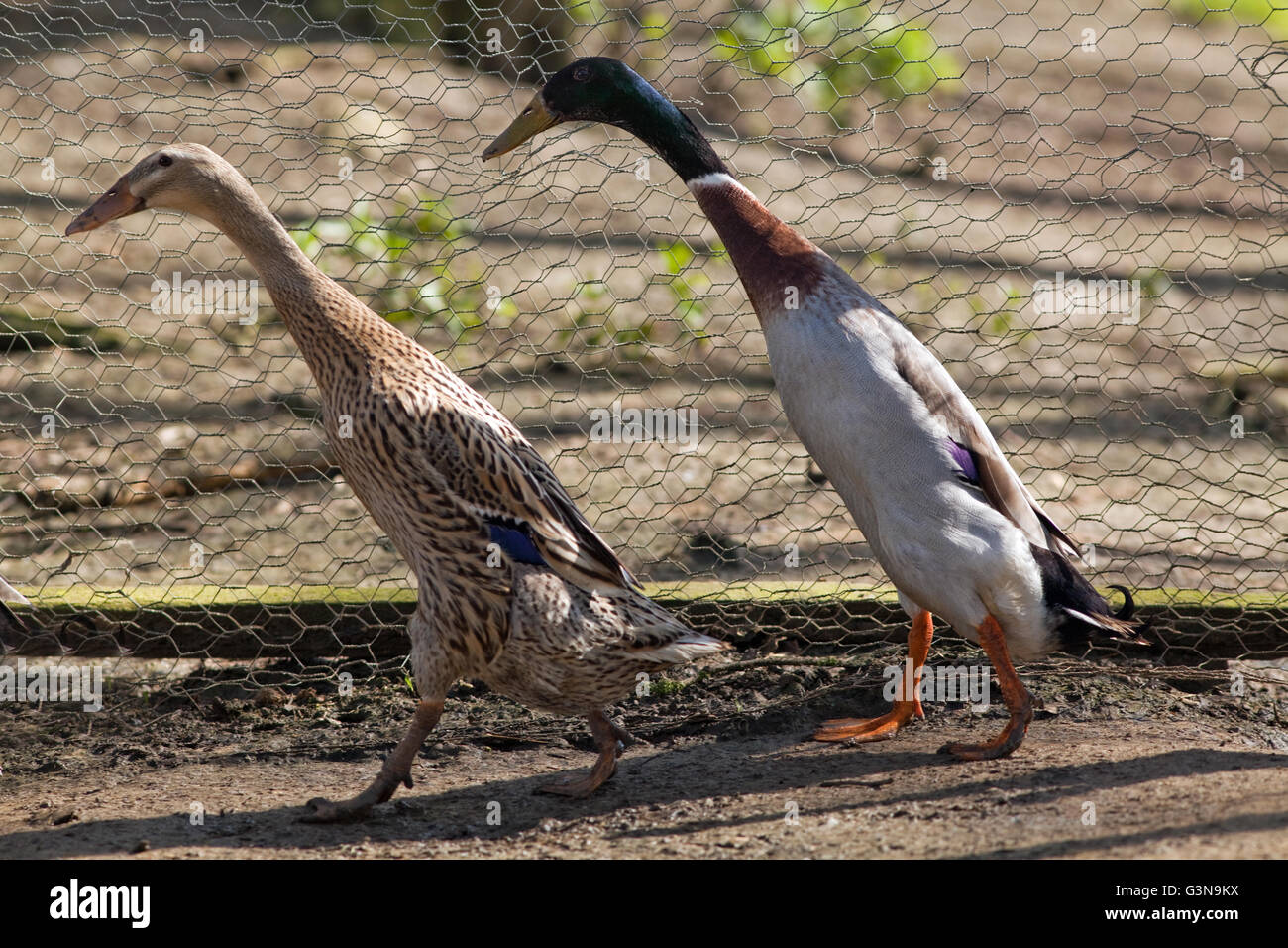 Indian Runner Ducks (Anas platyrhynchos). Trout colour variety. Domestic, egg laying breed derived from the wild Mallard. Stock Photo