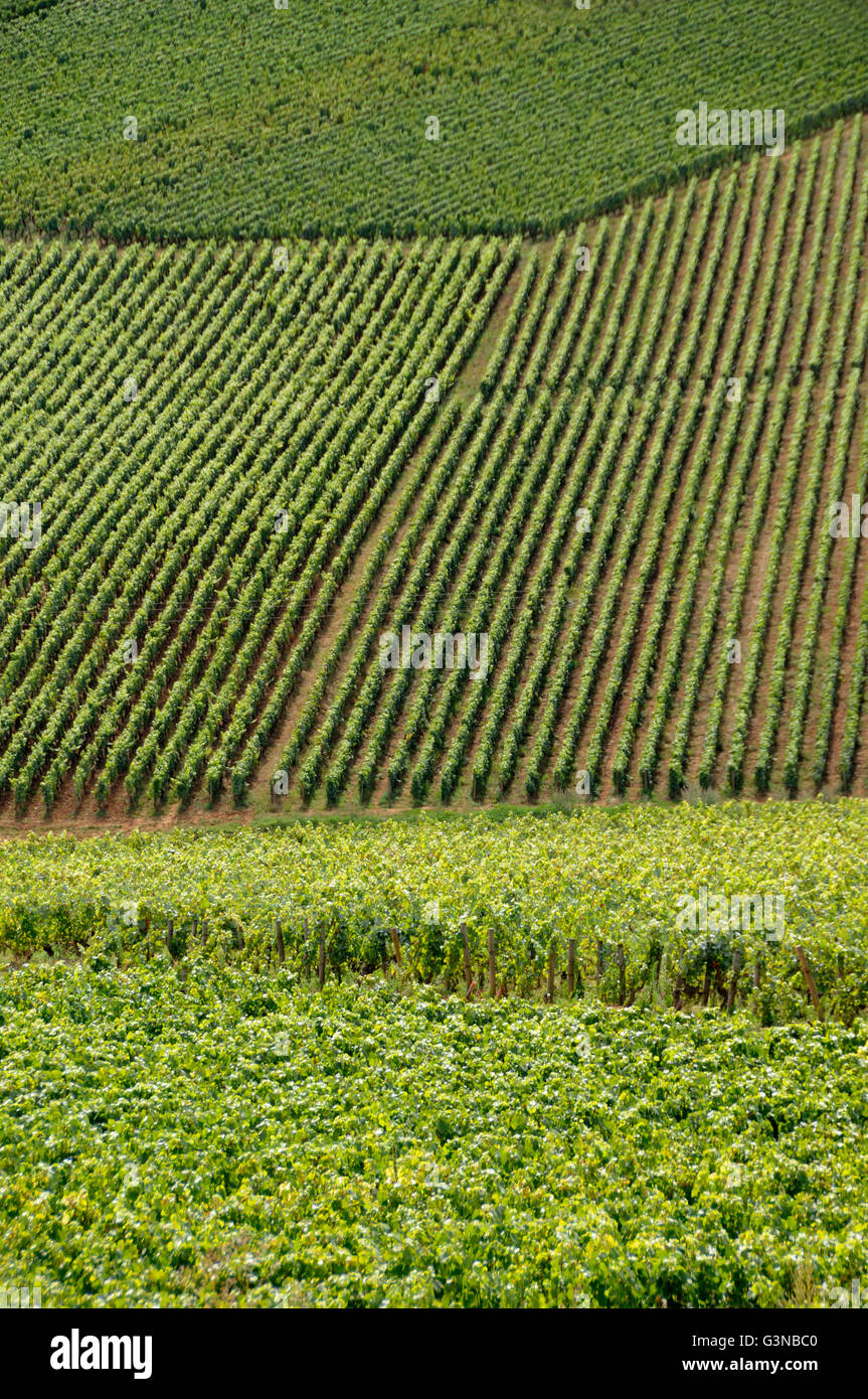 Vineyard of Cotes de Beaune, Cote d'Or, Burgundy, France, Europe Stock Photo
