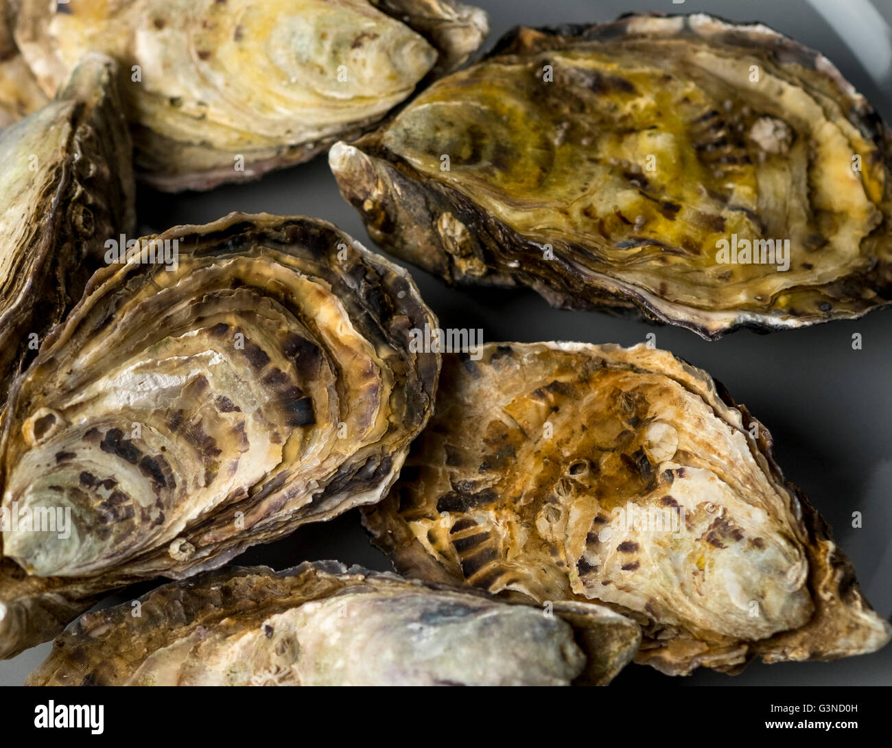 Pacific or Gigas oysters Stock Photo Alamy