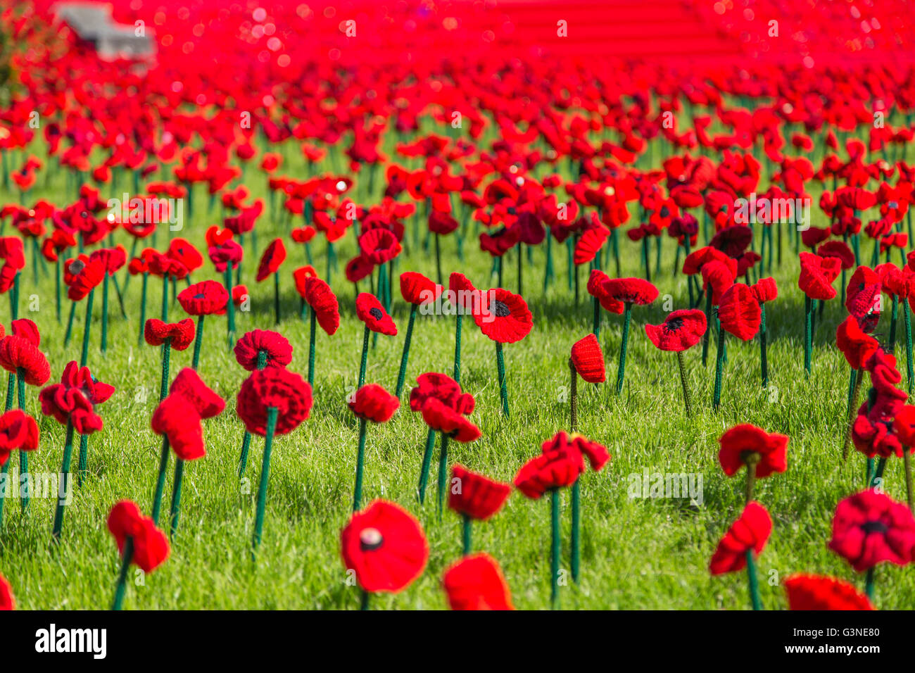Poppy Rhs RHS Chelsea Flower show 2016. 5000 Poppies installation designed by ...