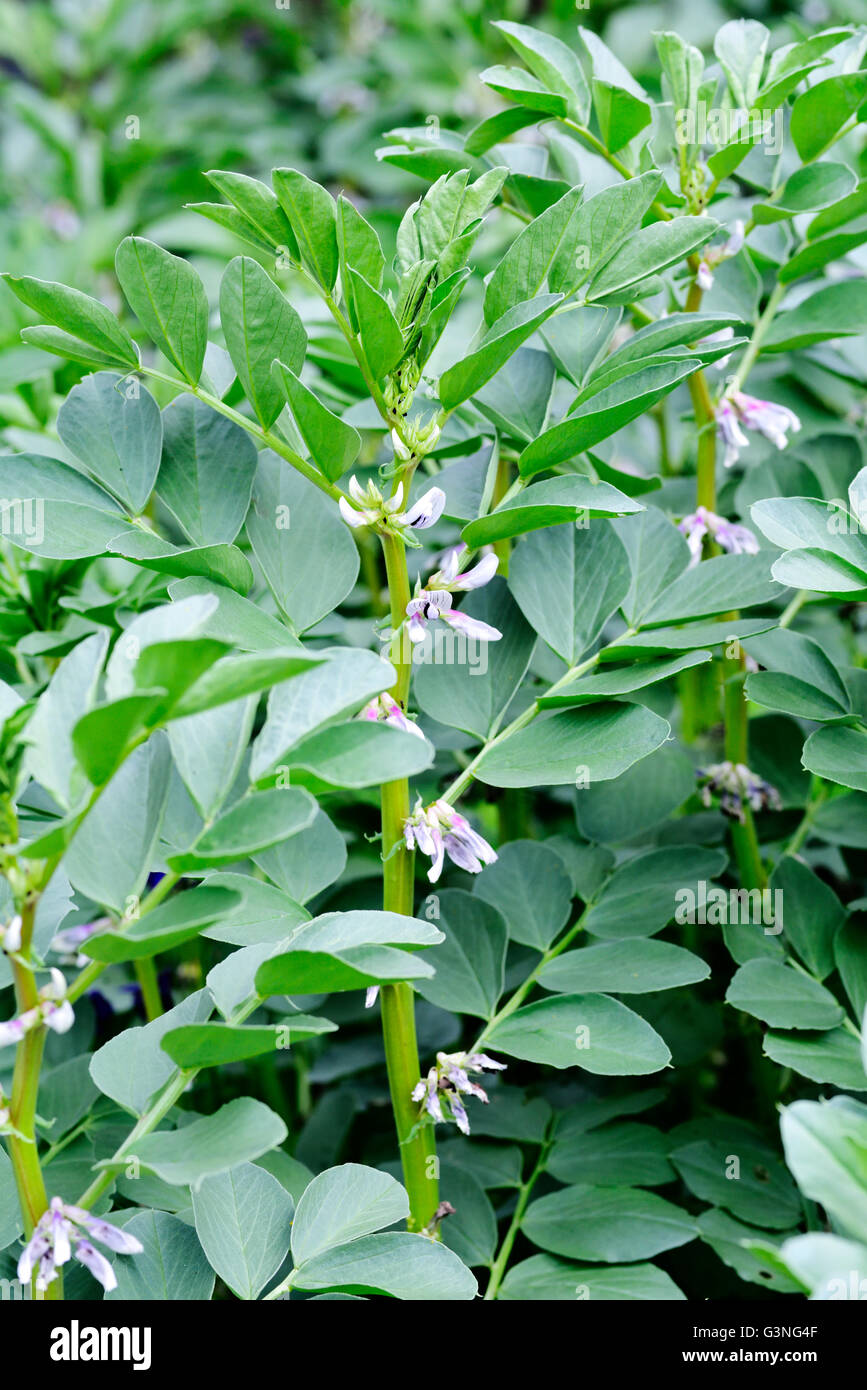 Field beans (broad, fava, faba, bell, horse, Windsor, tic or English