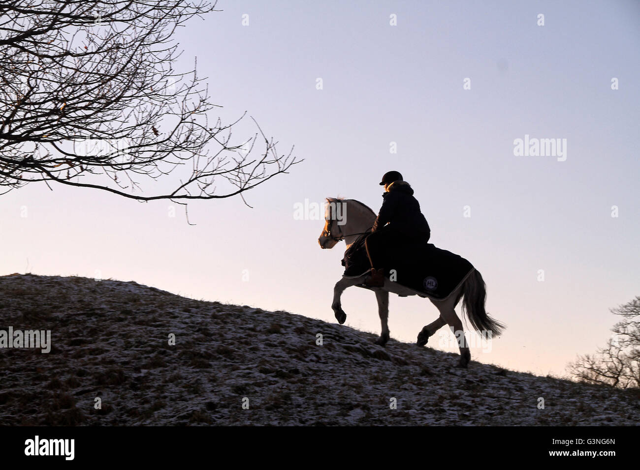 Girl riding up hill on a Norwegian Fjord Horse. Winter and low sunlight