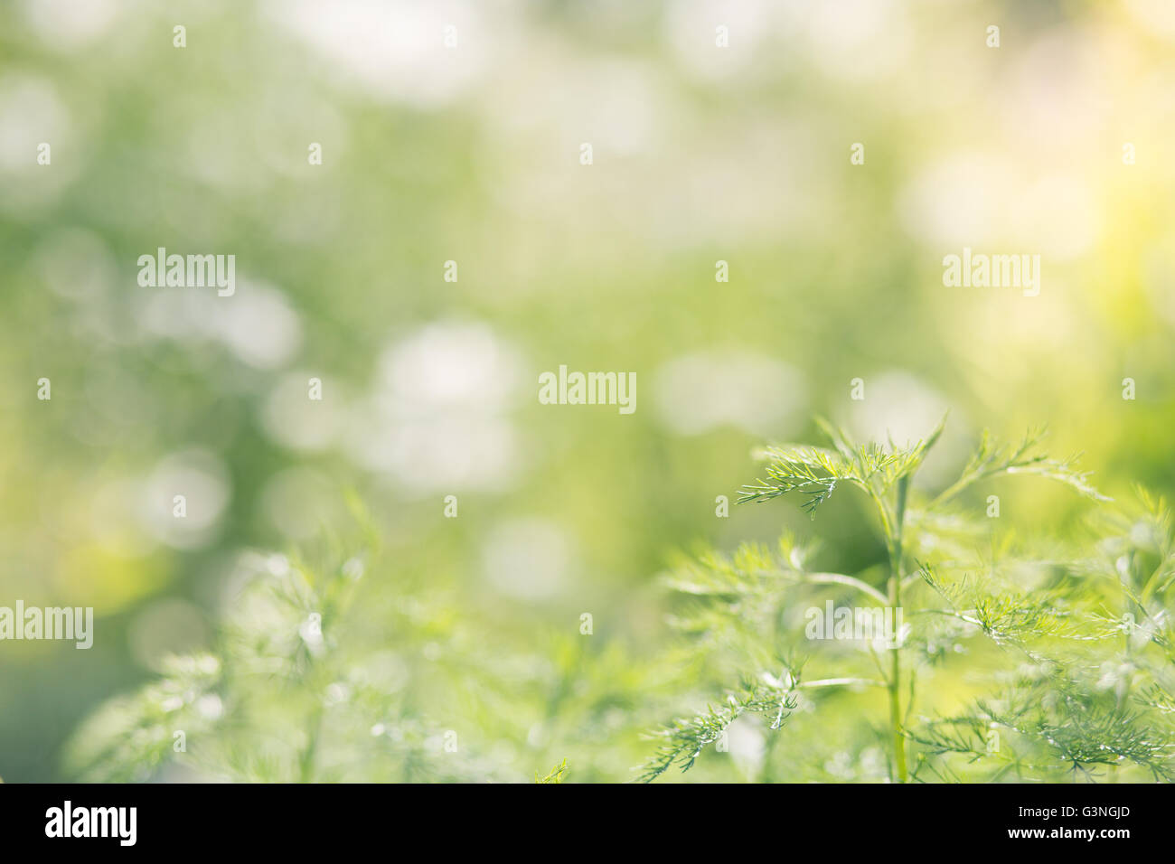 Green field bokeh background, lens blur Stock Photo Alamy