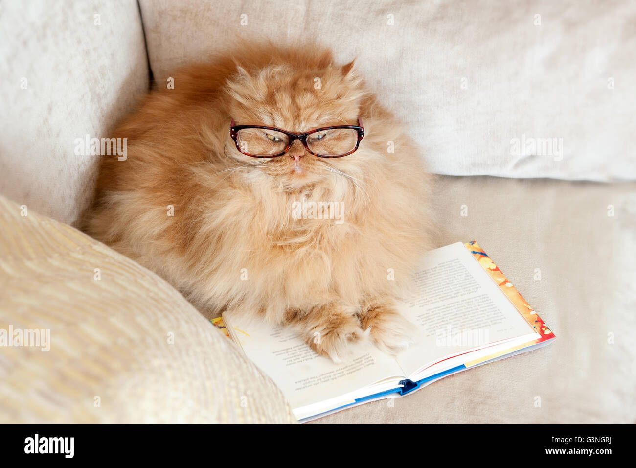 Persian Cat With Eyeglasses Reading Book Stock Photo Alamy