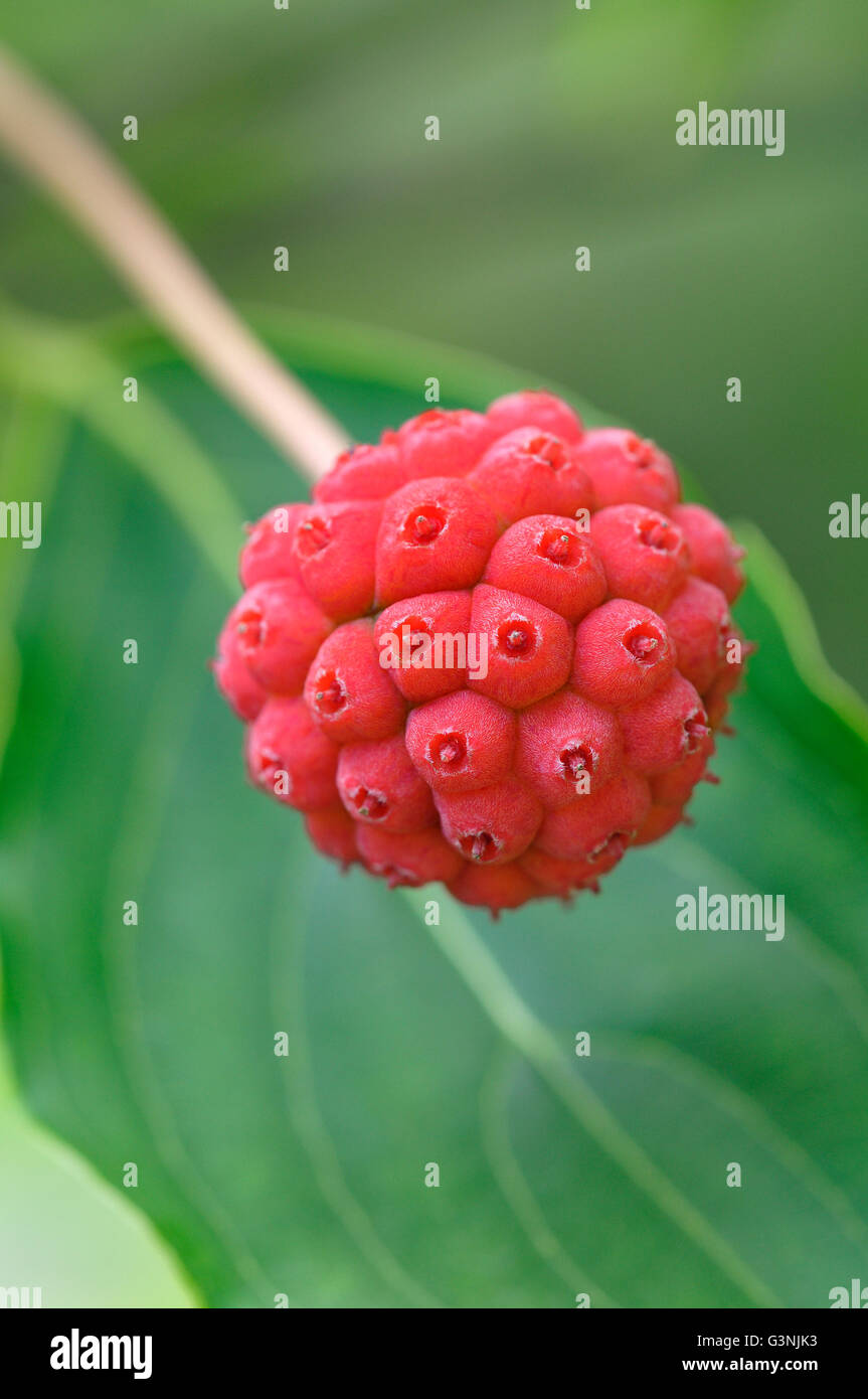 Cornus fruit hi-res stock photography and images - Alamy
