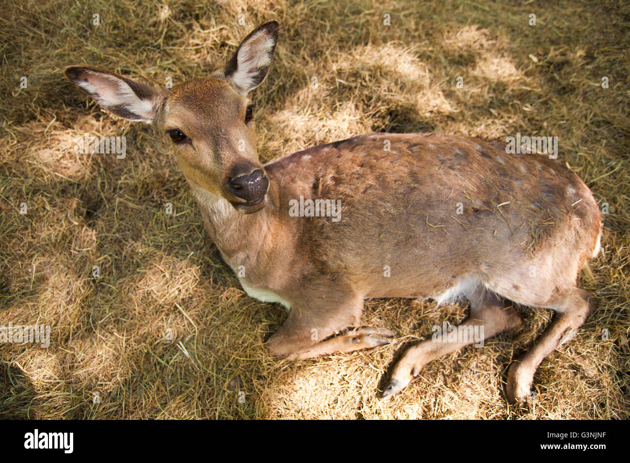 Sika deer or Japanese deer (Cervus nippon), hind, Ernstbrunn zoo, Lower Austria, Austria, Europe Stock Photo