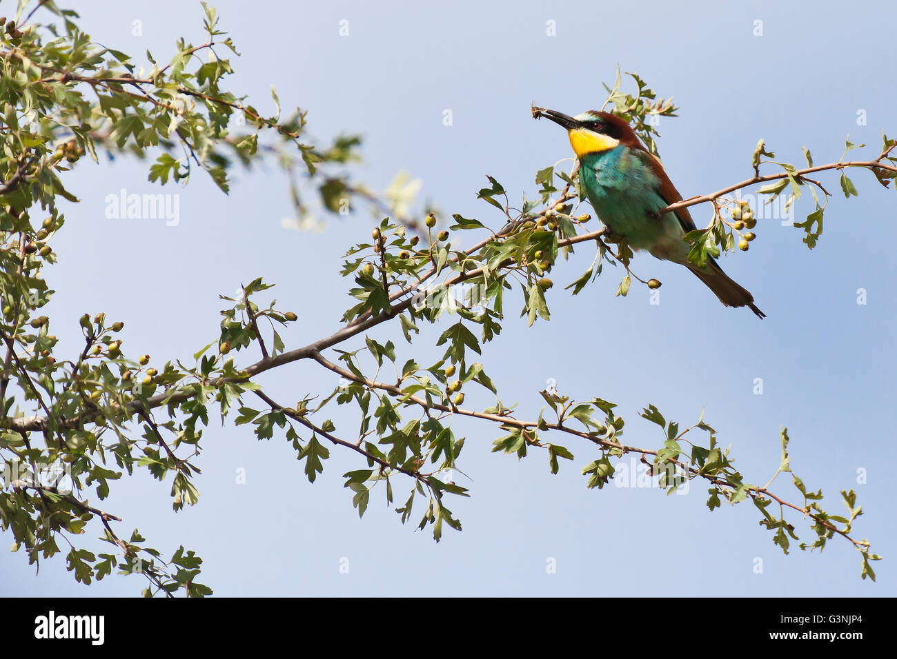 Bee-eater (Merops apiaster), Siegendorf, Burgenland Region, Austria, Europe Stock Photo