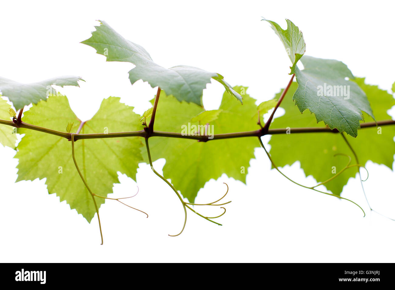 Vine leaves, vine (Vitis vinifera) Stock Photo