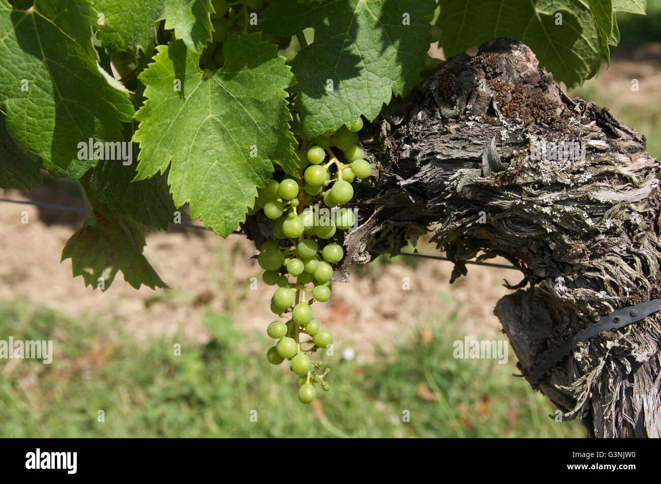Young bunch of grapes, vineyard of Saint-Emilion, Gironde, Aquitaine, France, Europe Stock Photo