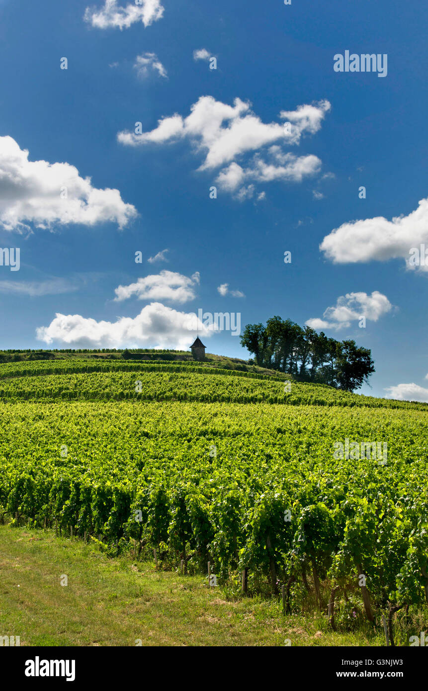 Vineyard of Saint-Émilion, Gironde, Aquitaine, France, Europe Stock Photo