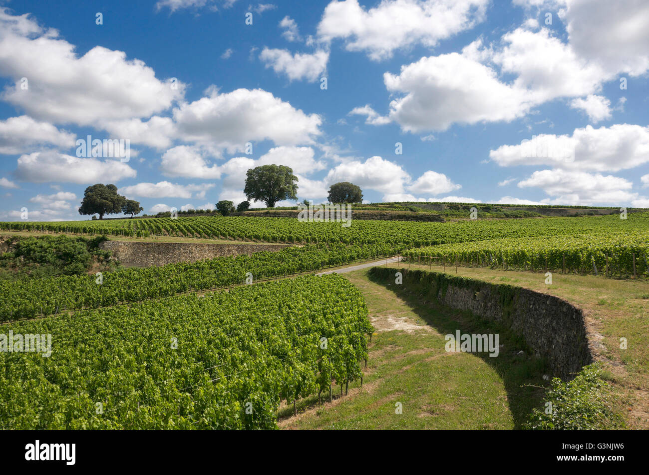 Vineyard of Saint-Émilion, Gironde, Aquitaine, France, Europe Stock Photo
