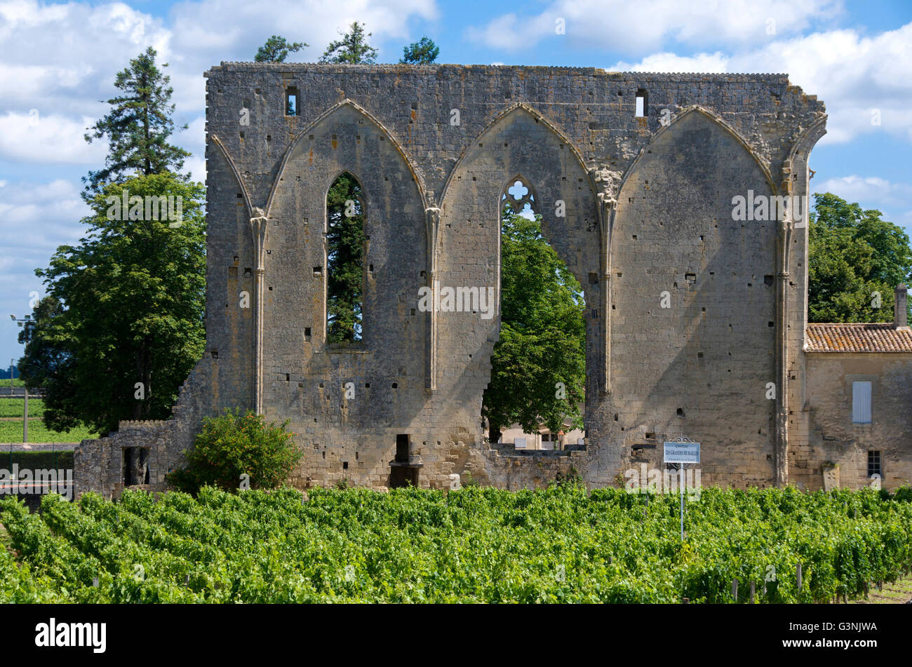 Vineyard of Château Les Grandes Murailles, Saint-Émilion, Gironde Bordeaux, France, Europe Stock Photo