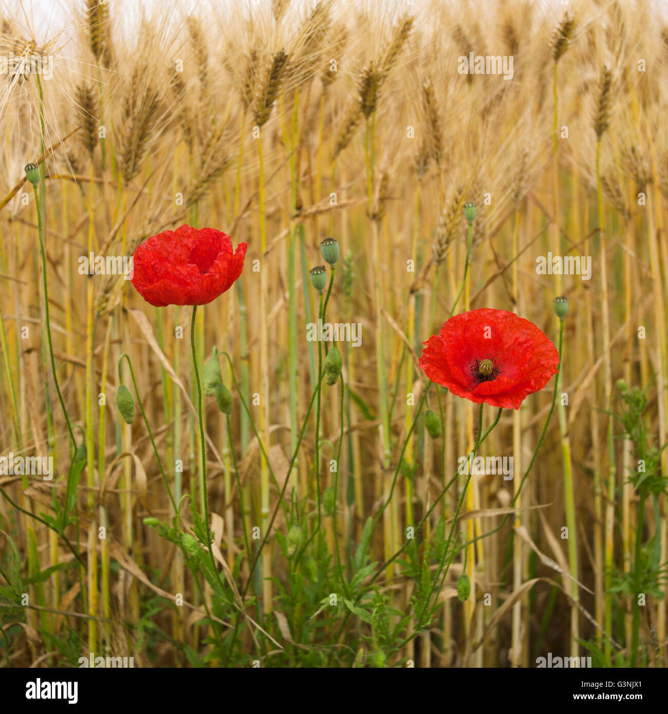 Poppies (Papaver sp.) in a field of Barley (Hordeum vulgare), Limagne, Auvergne, France, Europe Stock Photo
