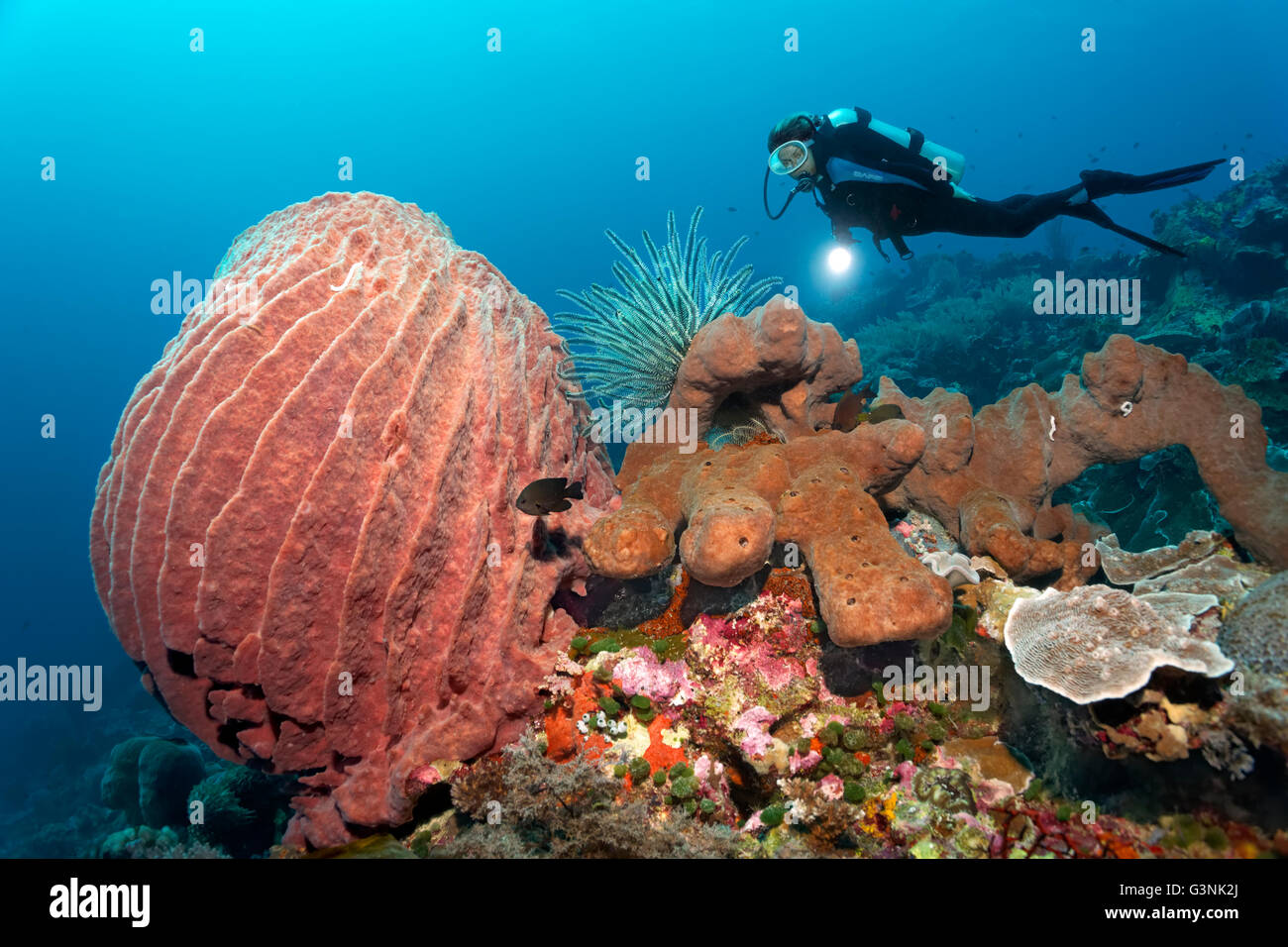 Diver observing barrel sponge (Xestospongia testudinaria) and Bennett's feather star (Oxycomanthus bennetti) on brown sponge Stock Photo