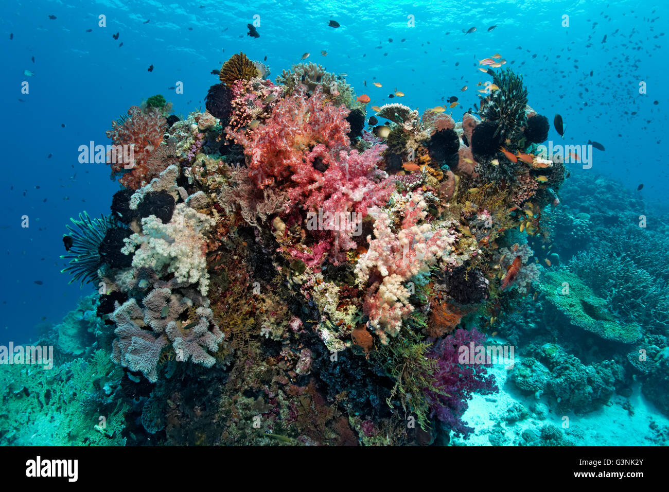 Various corals, fish and invertebrates, Wakatobi Island, Tukangbesi Archipelago, Wakatobi National Park, Banda Sea Stock Photo