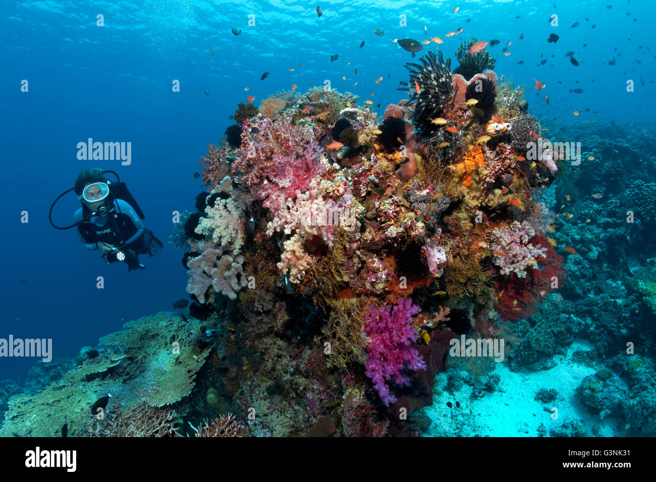 Diver observing various corals, fish and invertebrates, Wakatobi Island, Tukangbesi Archipelago, Wakatobi National Park Stock Photo