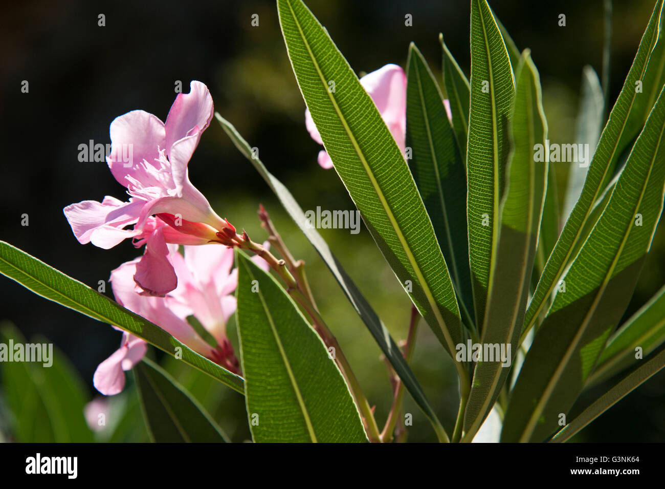 Oleander (Nerium oleander), Zaros, southern Crete, Greece, Europe Stock Photo