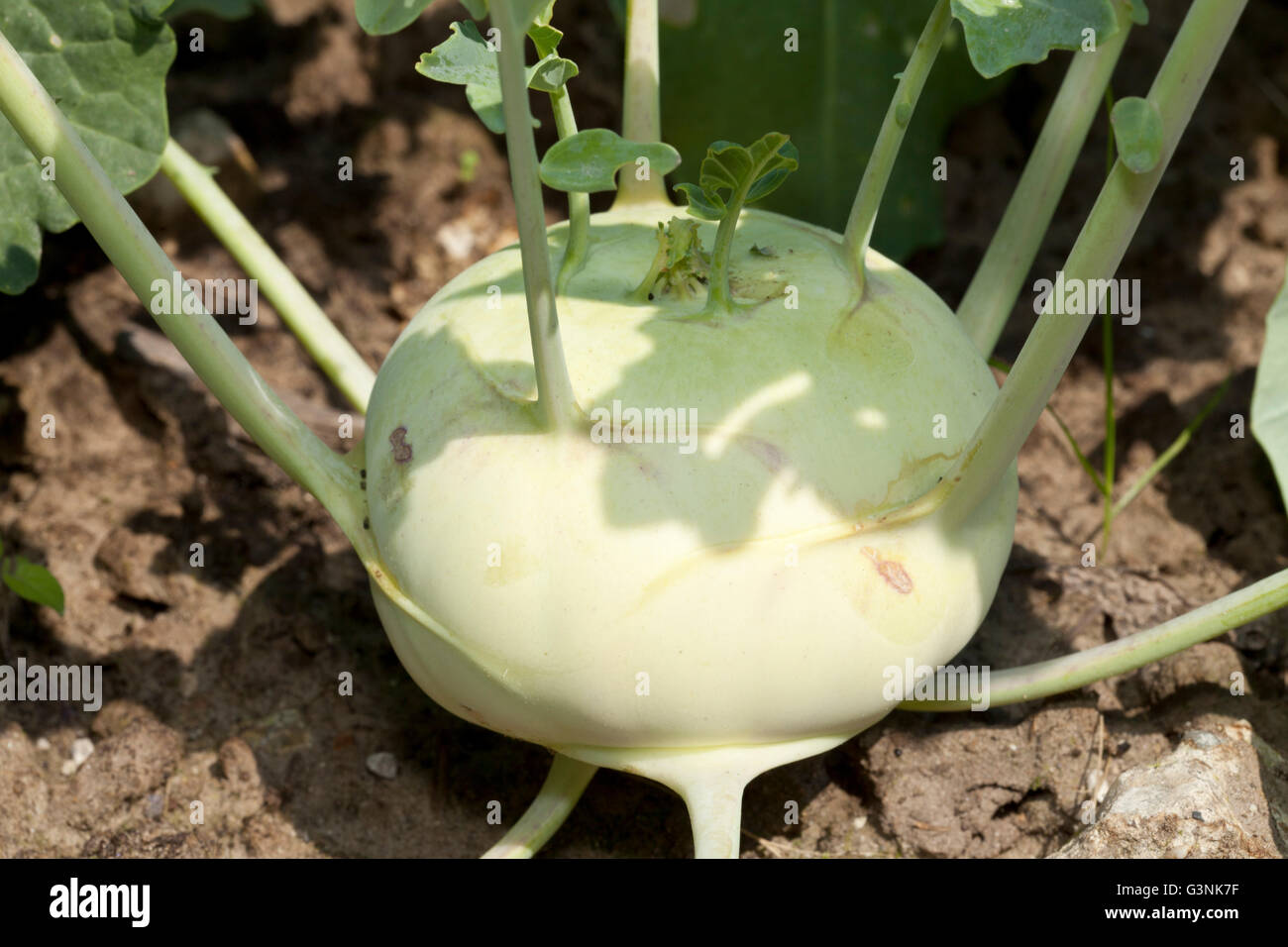 Kohlrabi, Stem Turnip or Turnip Cabbage (Brassica oleracea var