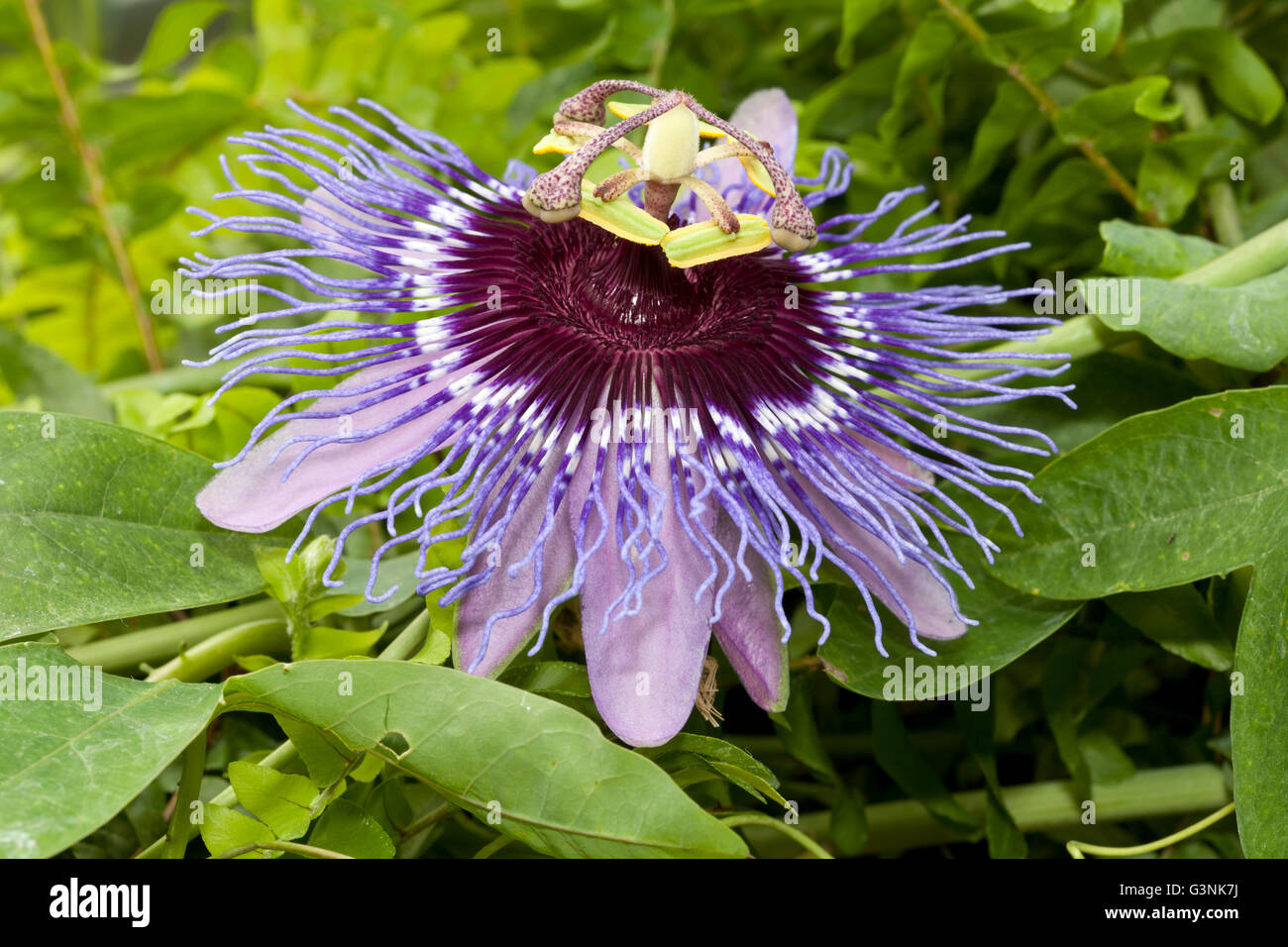 Flowering Passion Flower (Passiflora) Stock Photo