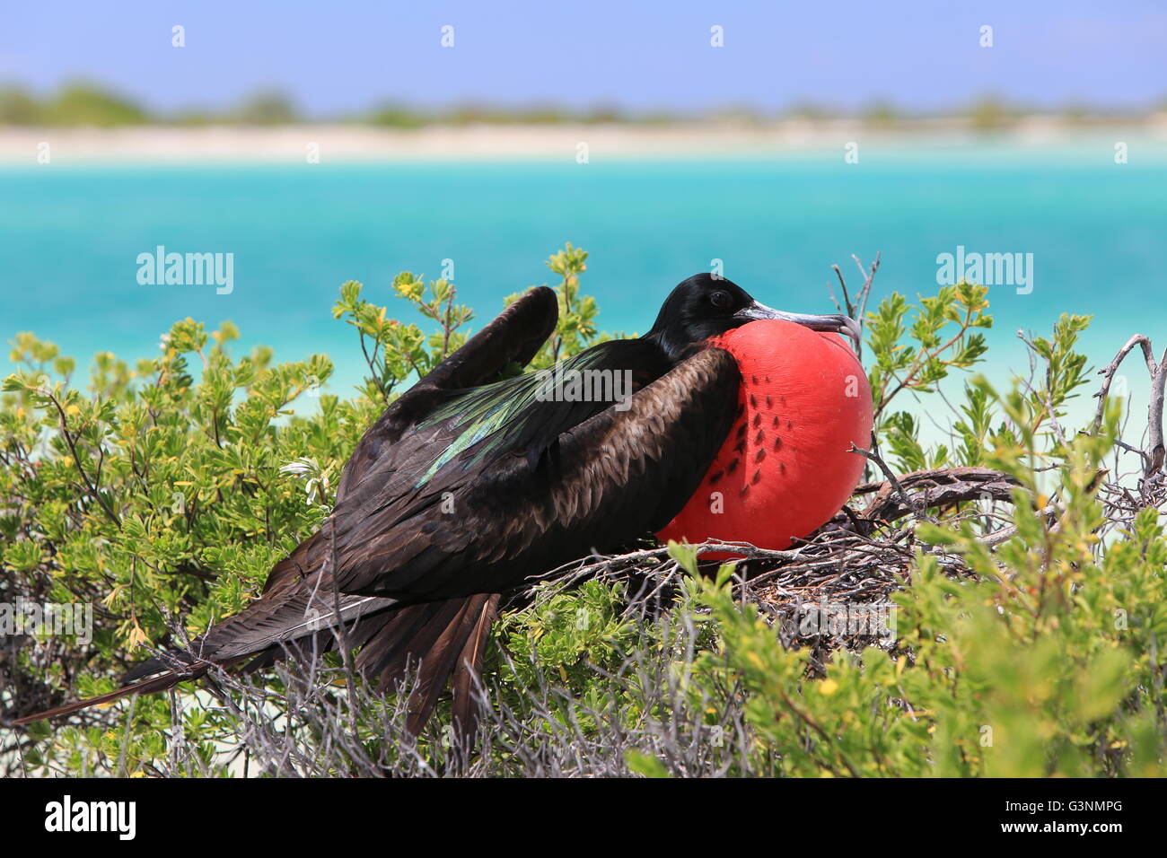 Male frigatebird during mating season Stock Photo