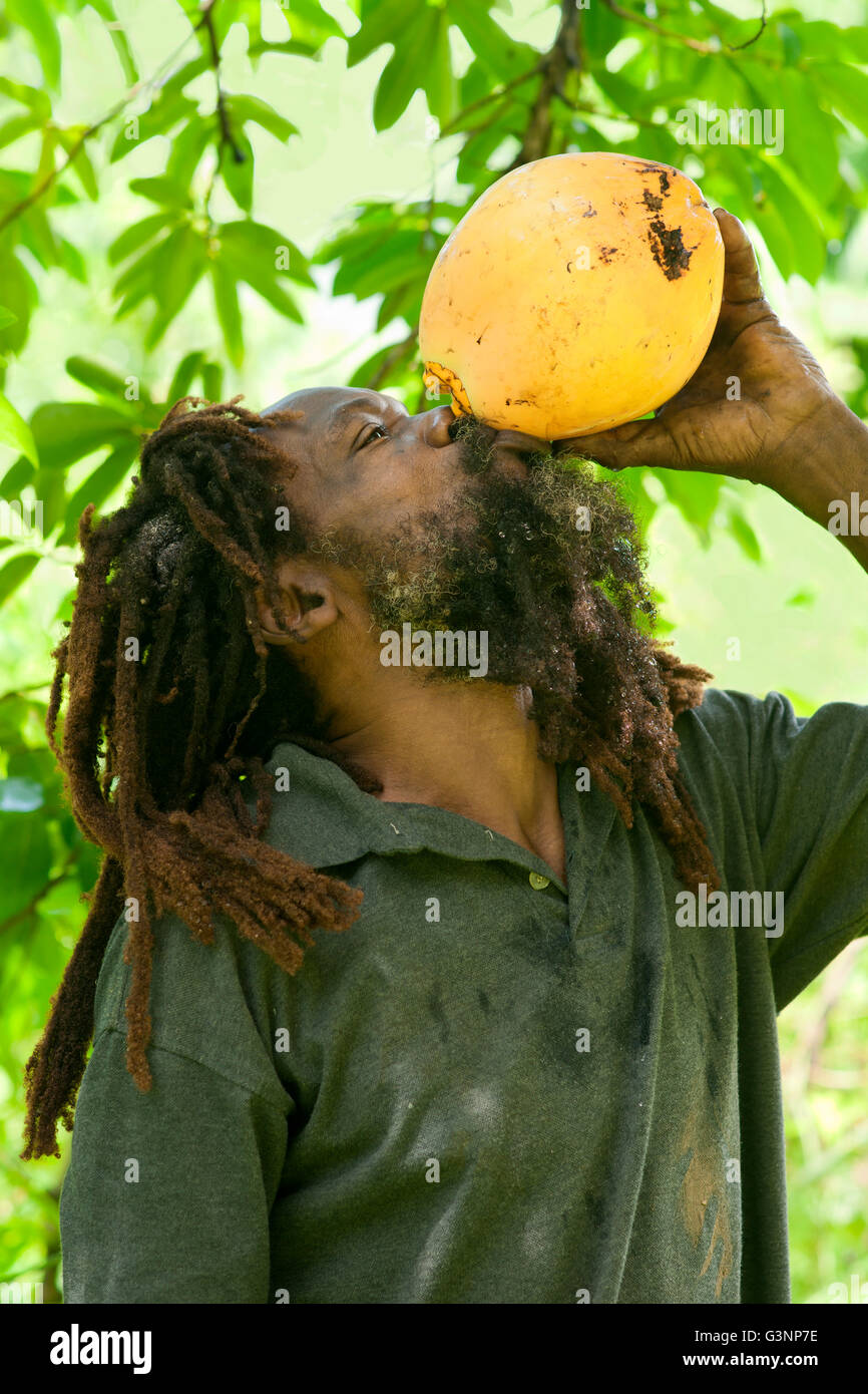 Man in dreadlocks is drinking a coconut on his farm, White River, Delices, Dominica, West French Indies, Caribbean Stock Photo