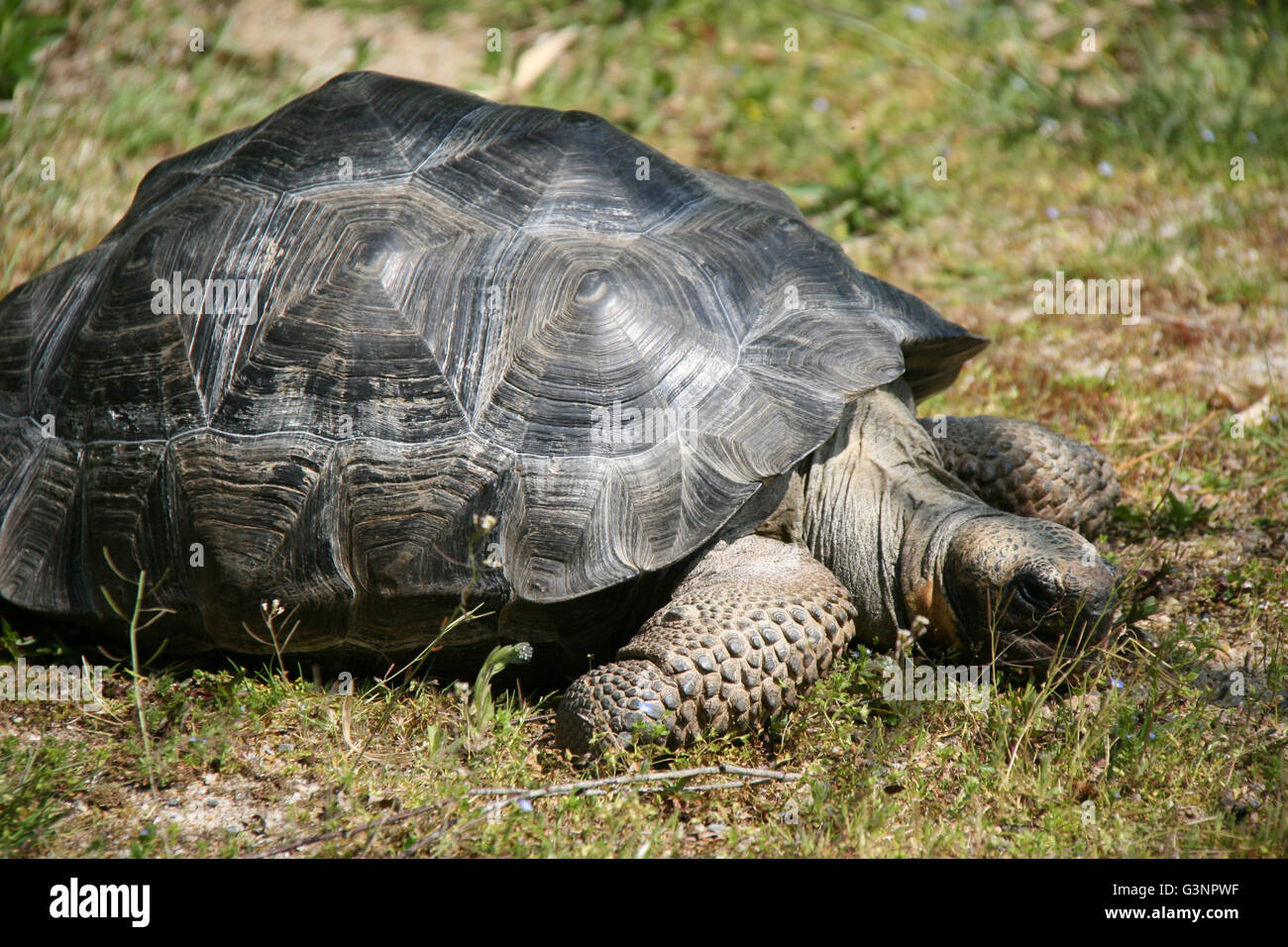 Giant tortoise in a zoo (France Stock Photo - Alamy