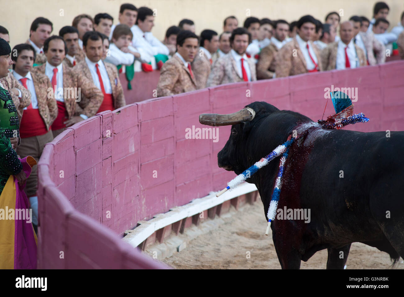 Group of men called forcados dressed in red cumberbunds and neckties and jackets watch a bull approach from inside the ring, Santarem, Portugal Stock Photo
