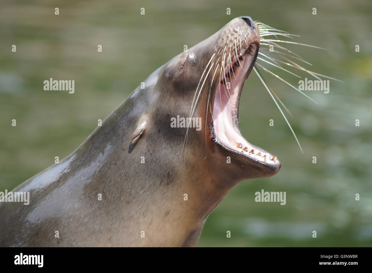 A sealion bellowing Stock Photo