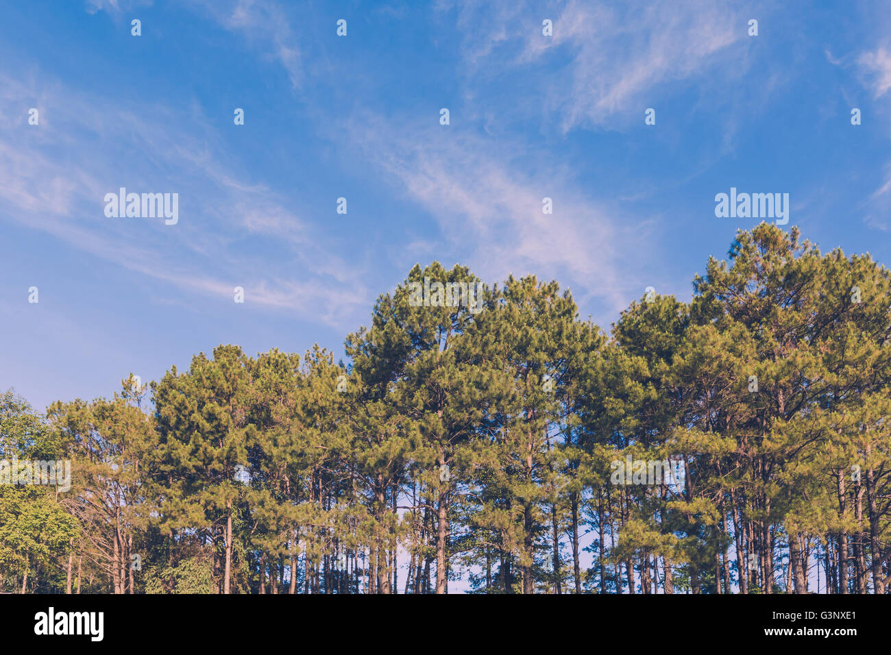 Pine tree forest and blue sky with vintage toned Stock Photo - Alamy