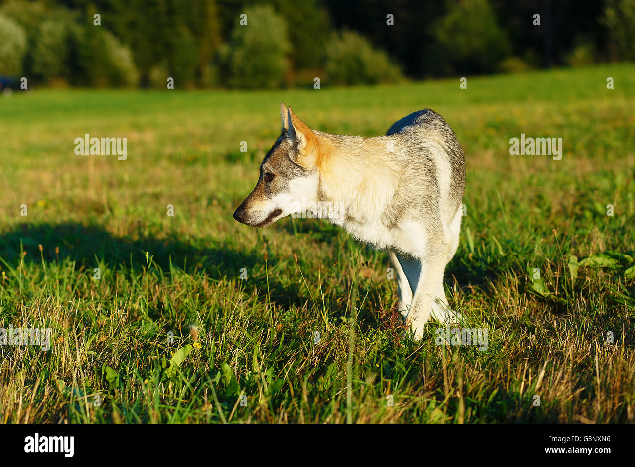 domesticated wolf dog on a meadow. Czechoslovakian shepherd. Stock Photo