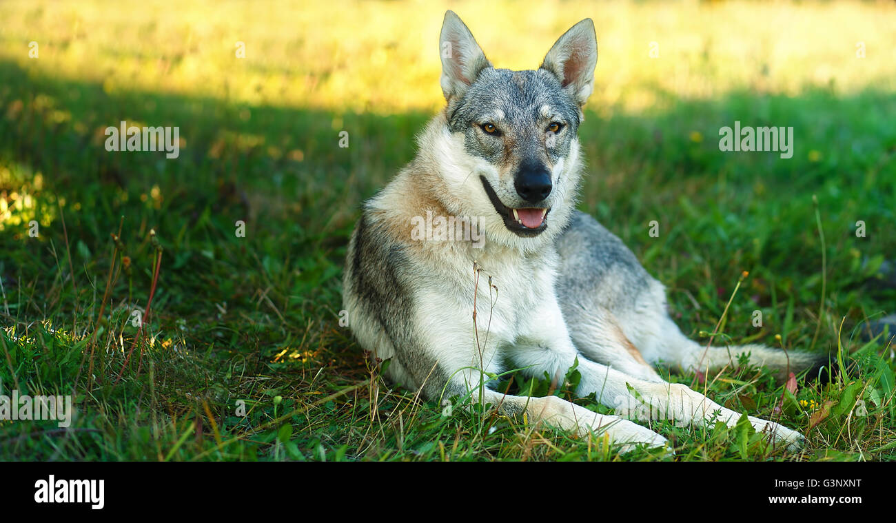 domesticated wolf dog resting relaxed on a meadow. Czechoslovakian shepherd. Eye contact. Stock Photo